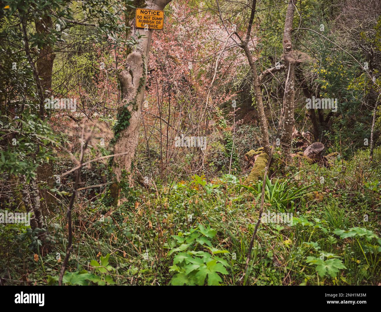 Dense wooded area with no dump sign and blooming pink trees Stock Photo