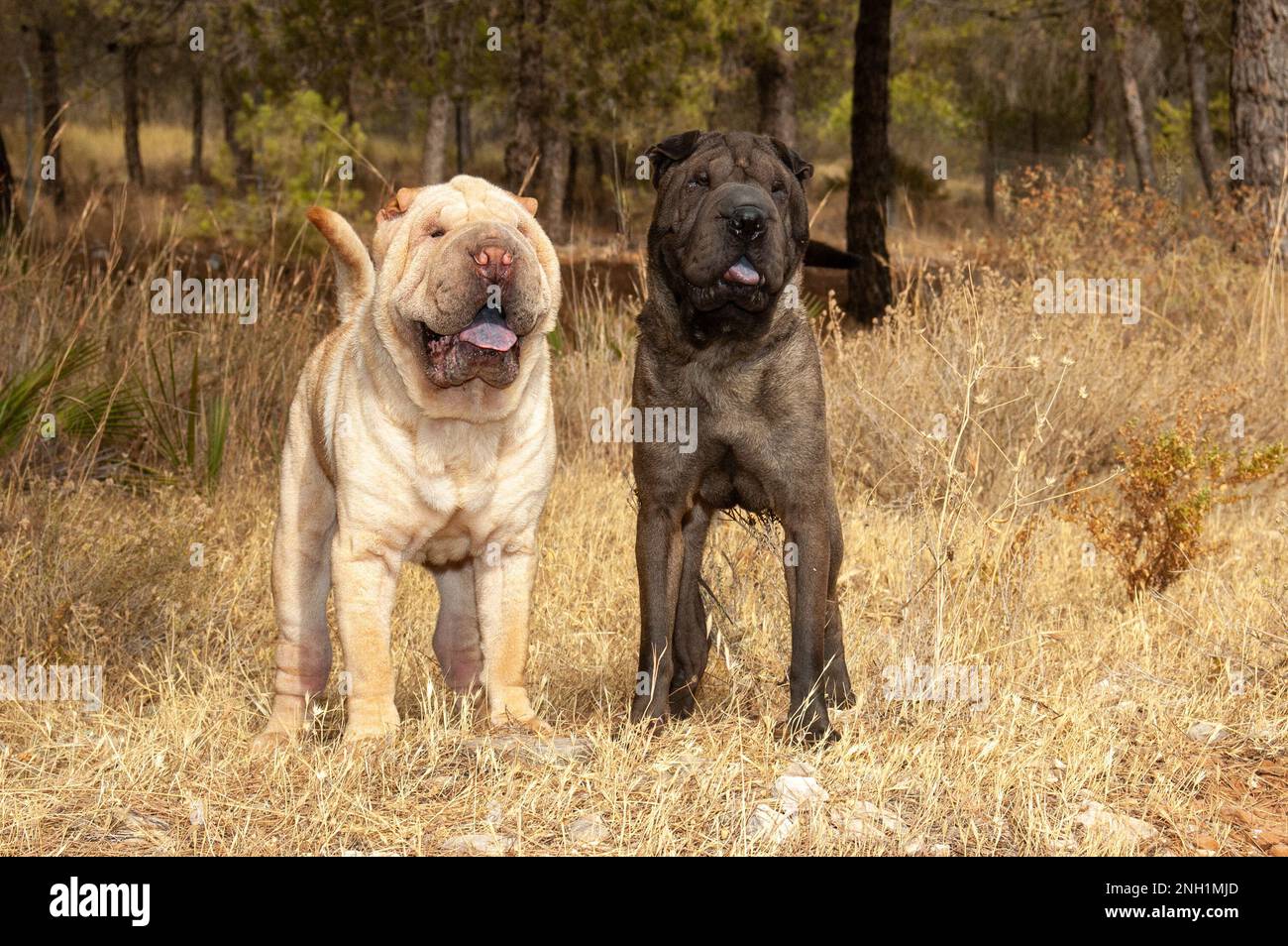 Portrait of two shar pei purebred dog with different colors standing on the grass in the field in with blue sky background Stock Photo