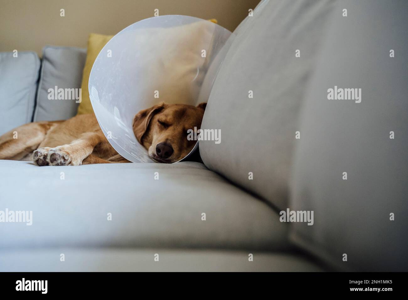 Medium Brown Dog Resting on Couch in E-Collar Cone Stock Photo