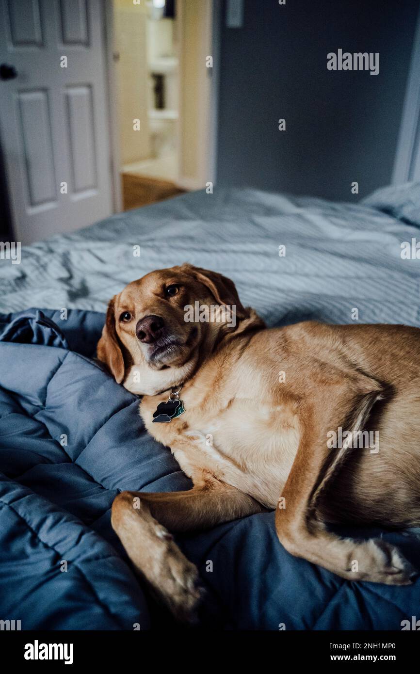Medium Brown Dog Lying On Gray Bed Wanting Belly Rubs Stock Photo Alamy medium-brown-dog-lying-on-gray-bed-wanting-belly-rubs-stock-photo-alamy