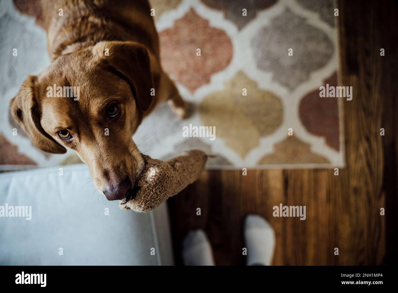 View from Above of Dog Asking Owner to Play with Stuffed Animal Toy