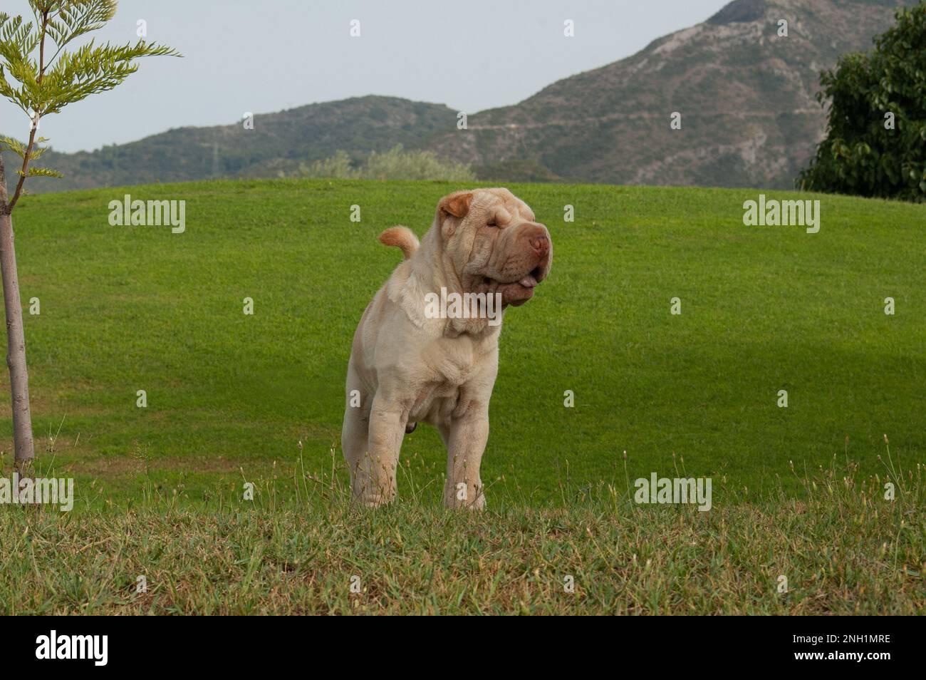 Portrait head of shar pei purebred dog sand color standing in the field with blue sky background Stock Photo