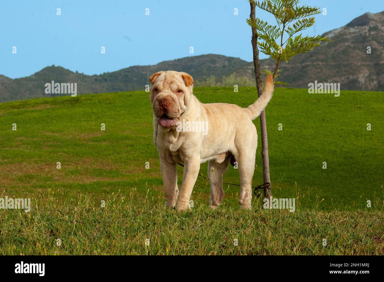 Portrait of shar pei purebred dog sand color standing in the field i with blue sky background Stock Photo