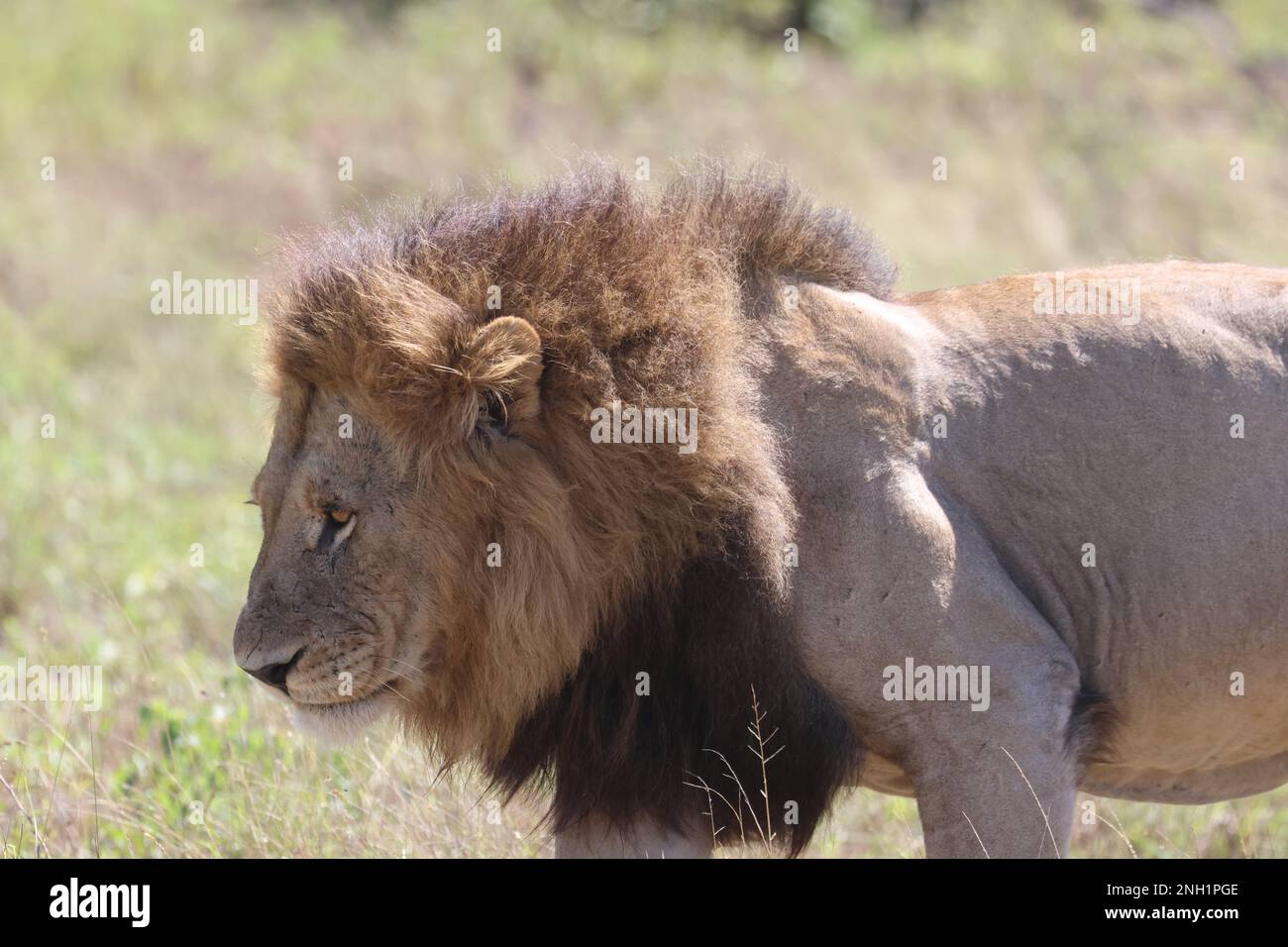 LION Stock Photo