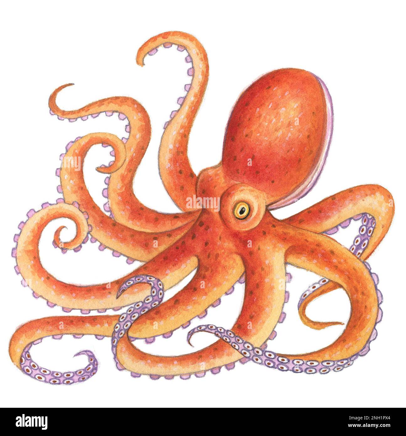 Native illustration fish hi-res stock photography and images - Alamy