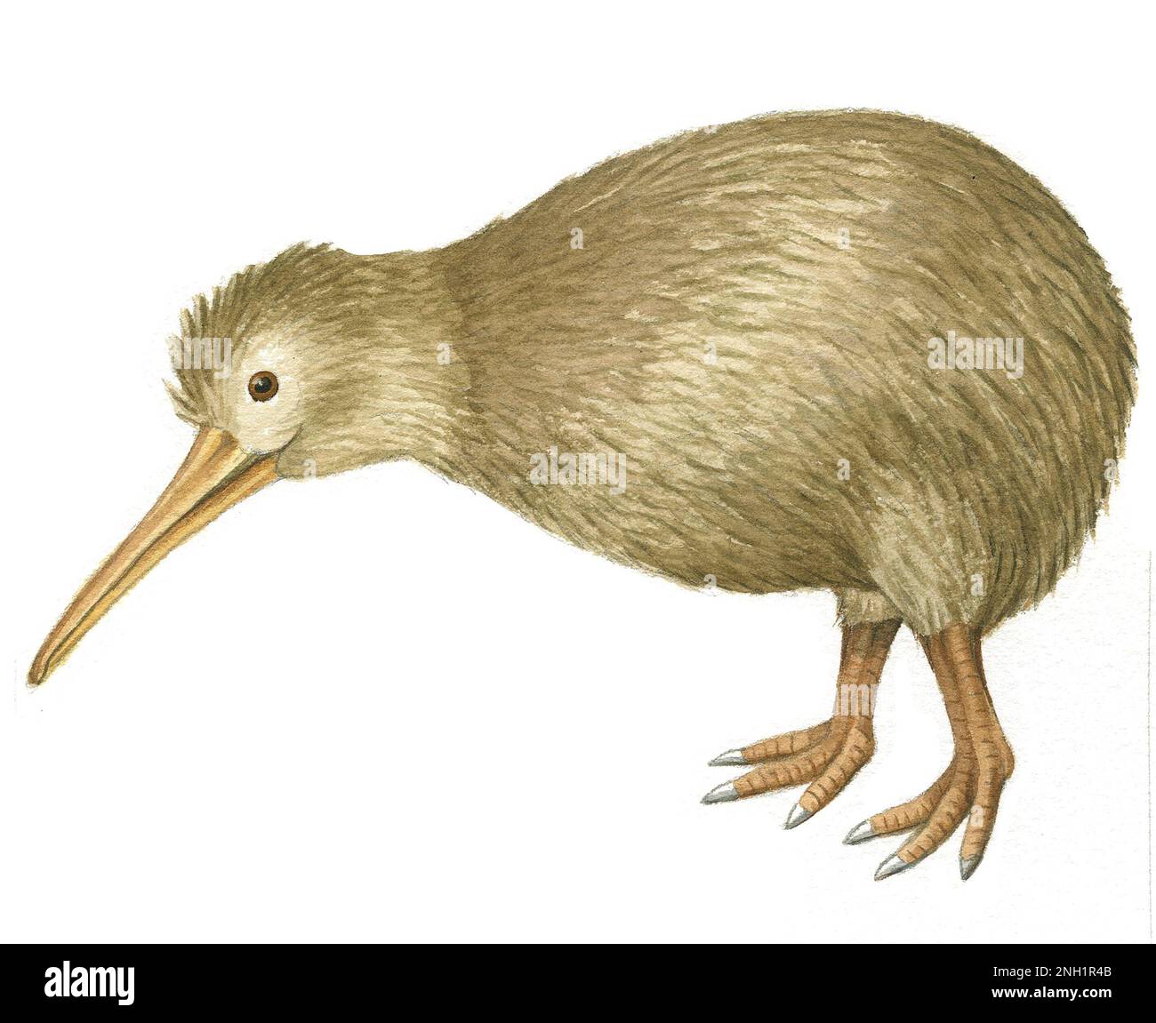 Kiwi animal hi-res stock photography and images - Alamy Kiwi animal hi-res stock photography and images - Alamy