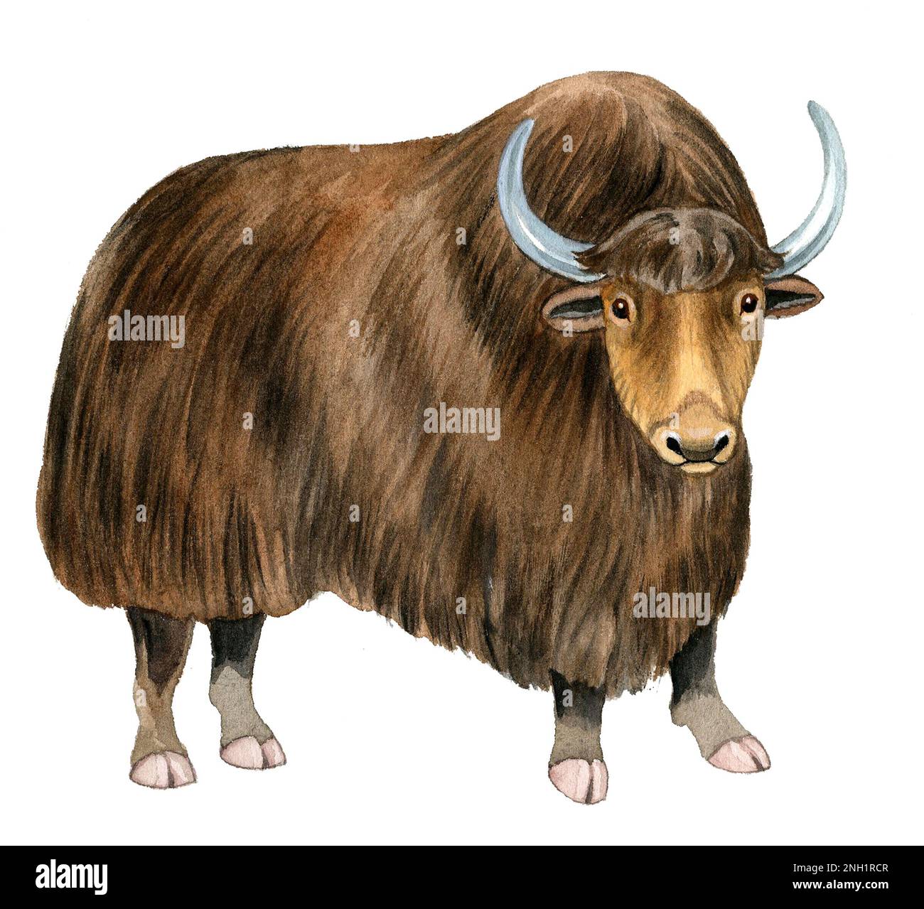 Yak Cut Out Stock Images & Pictures - Alamy