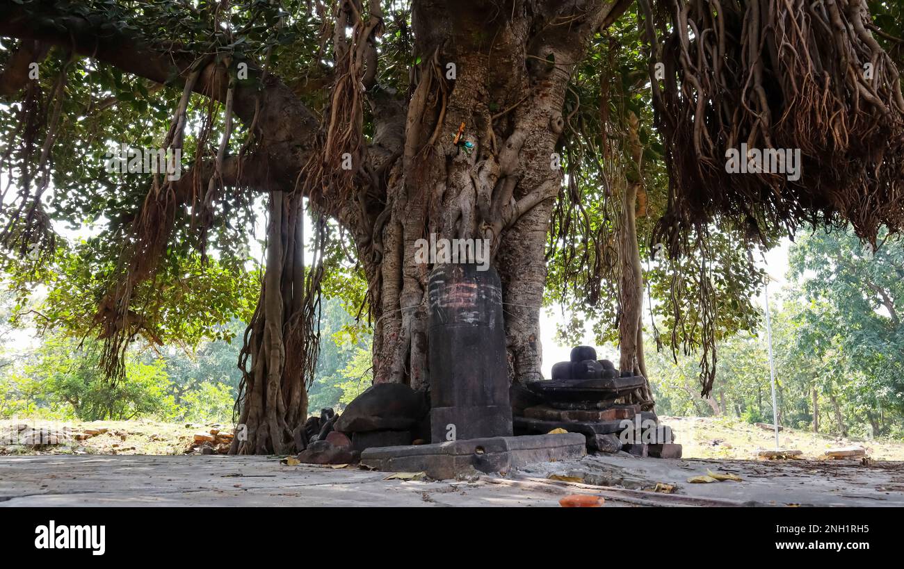 View of Shivalinga under a banyan tree at Ajaygarh Fort, Panna, Madhya Pradesh, India. Stock Photo