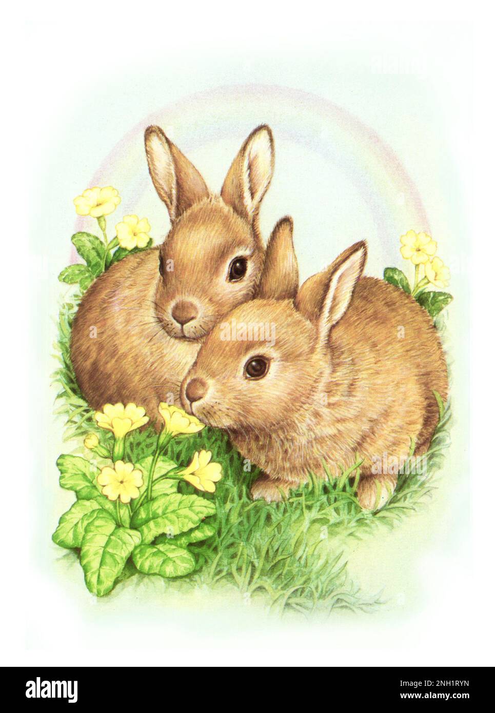 Australian rabbits Cut Out Stock Images & Pictures - Alamy