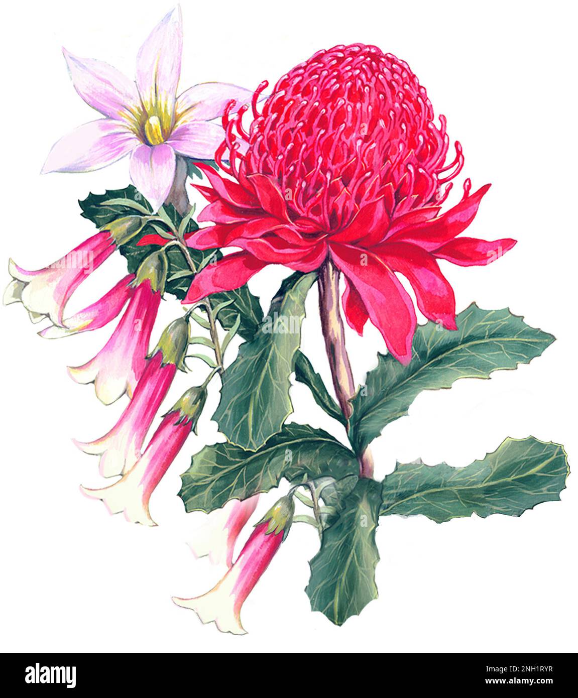 Flowers- red waratah & bells on white Stock Photo - Alamy