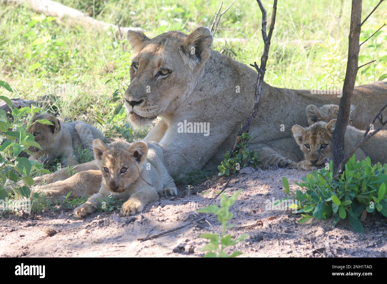 LION Stock Photo