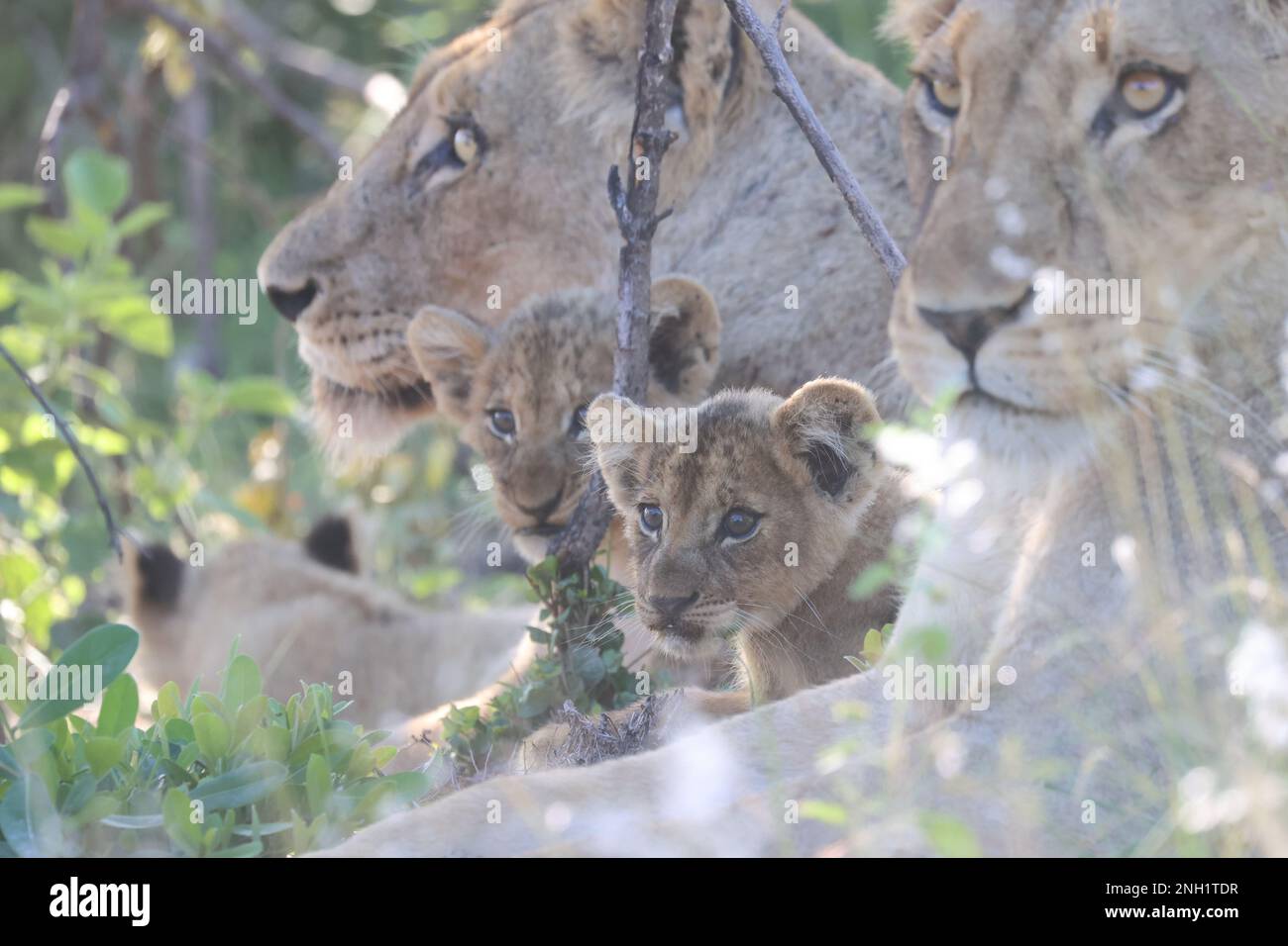 LION Stock Photo