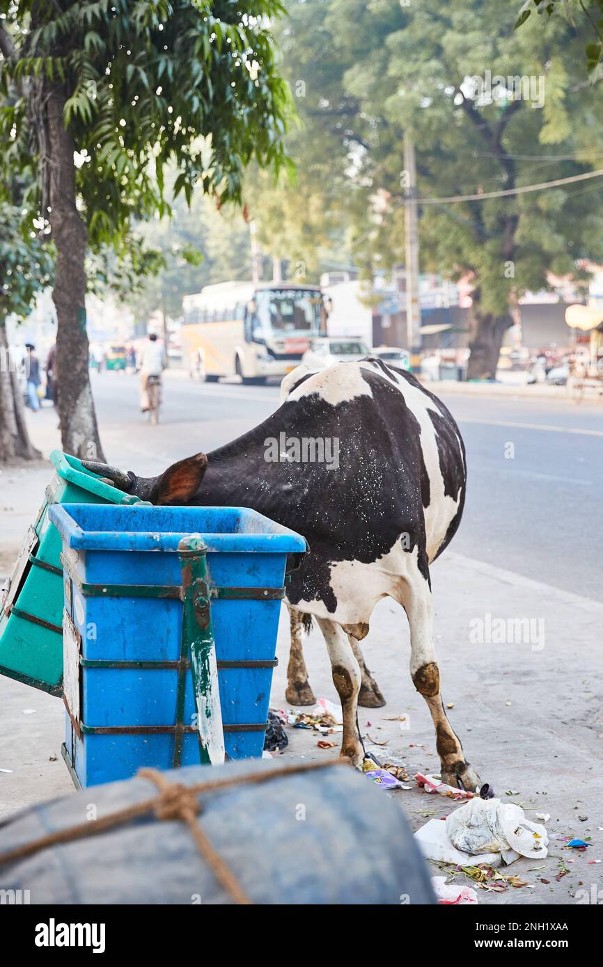 Trash in street delhi hi-res stock photography and images - Alamy