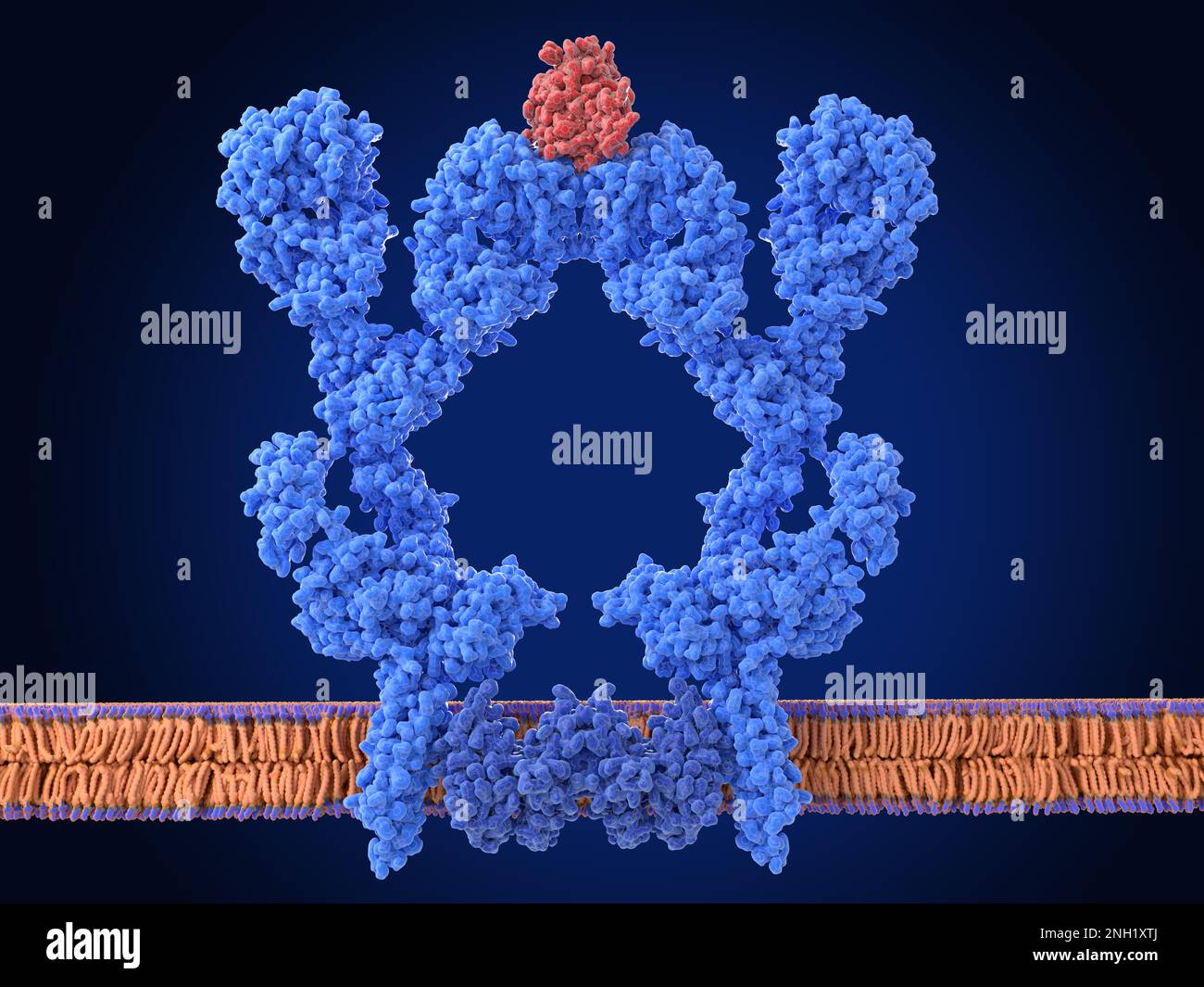 B cell receptor dimer, illustration Stock Photo Alamy