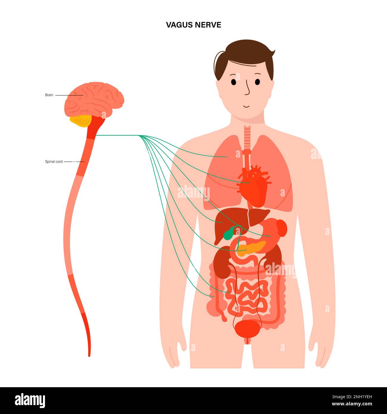 Vagus nerve, illustration Stock Photo