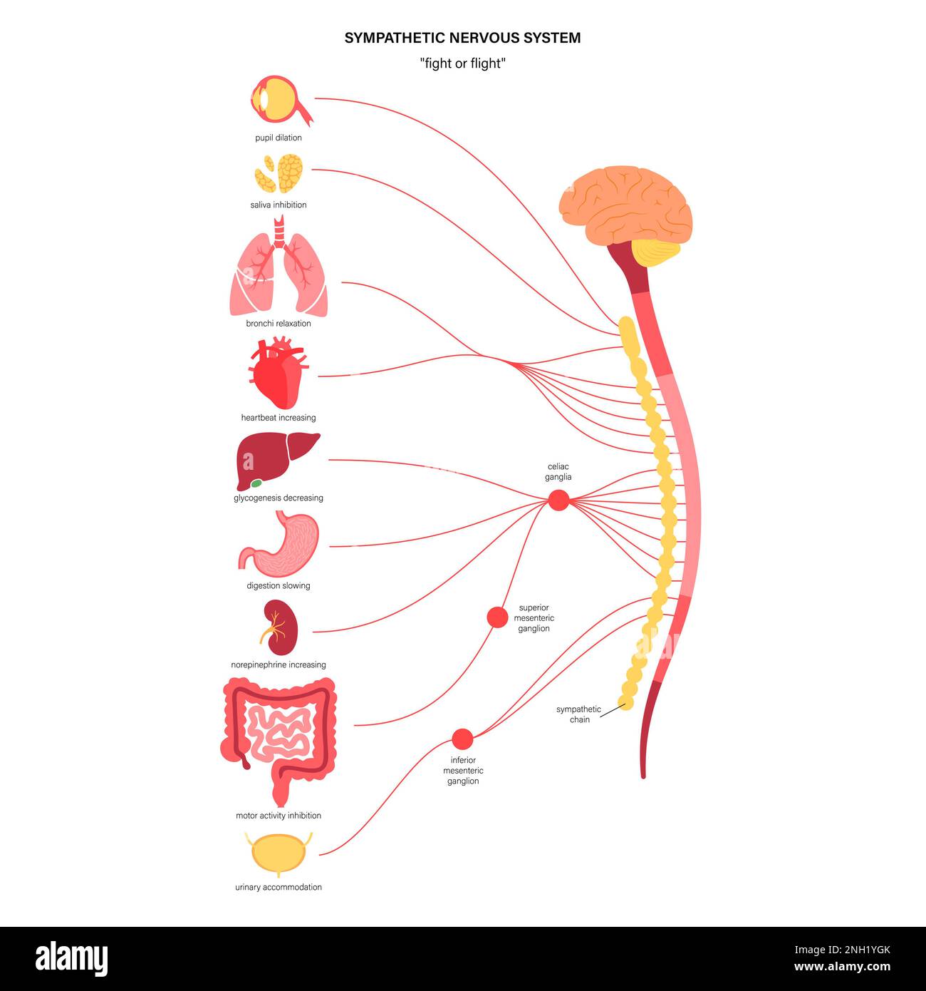 Sympathetic nervous system, illustration Stock Photo - Alamy