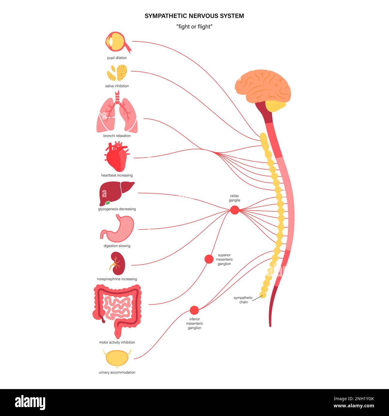 Sympathetic Nervous System Illustration Stock Photo Alamy