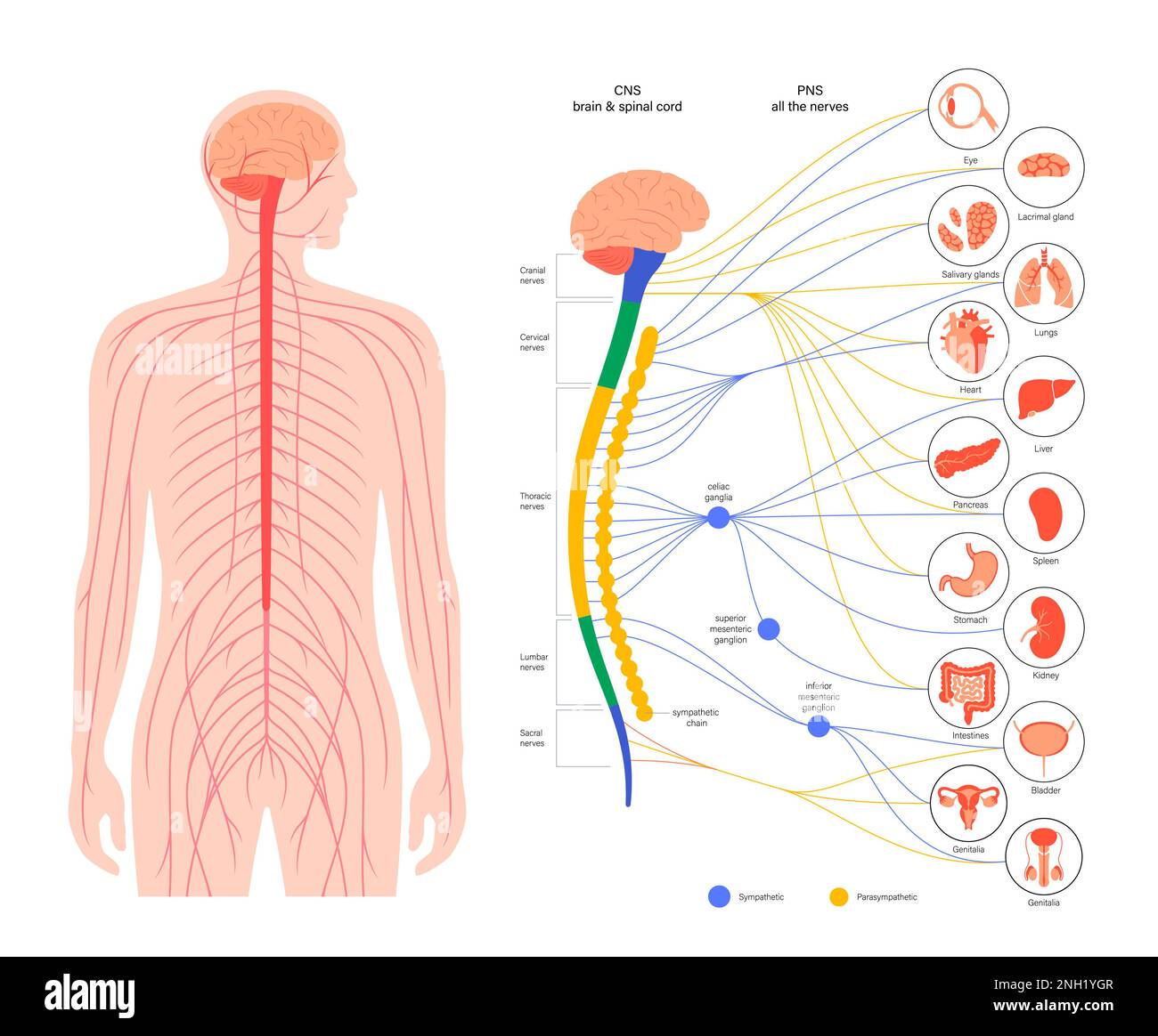 Autonomic nervous system, illustration Stock Photo Biology Diagrams