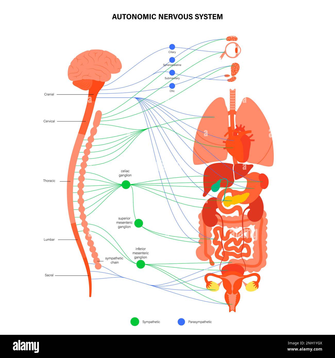 Autonomic nervous system, illustration Stock Photo Biology Diagrams