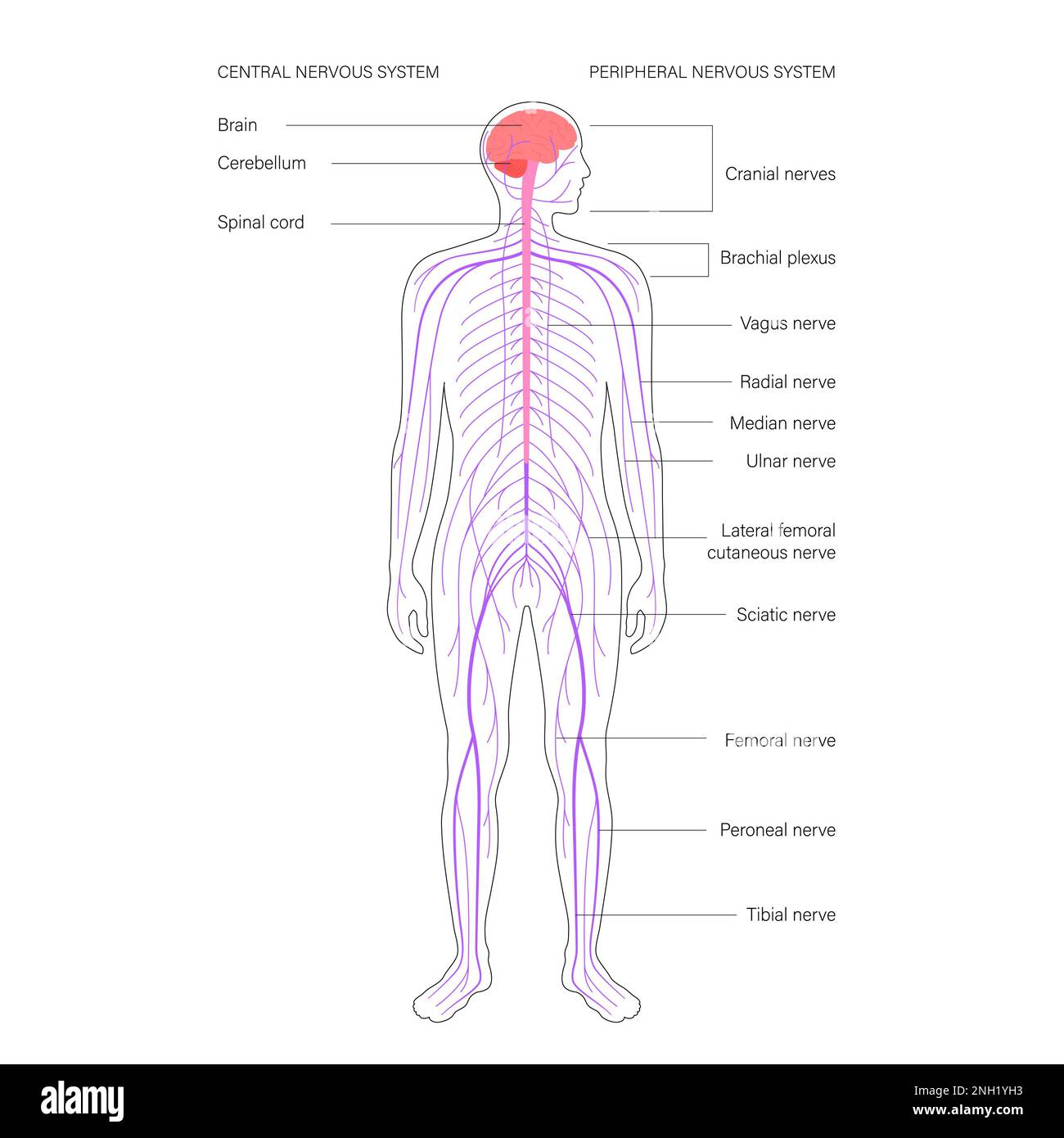 Central nervous system, illustration Stock Photo Alamy