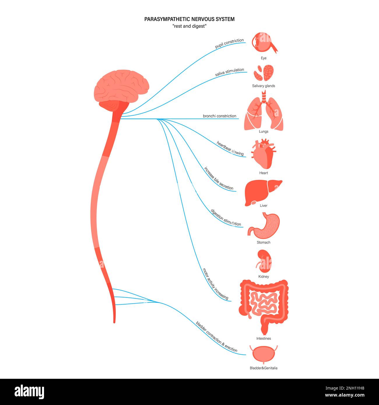 Parasympathetic nervous system, illustration Stock Photo - Alamy