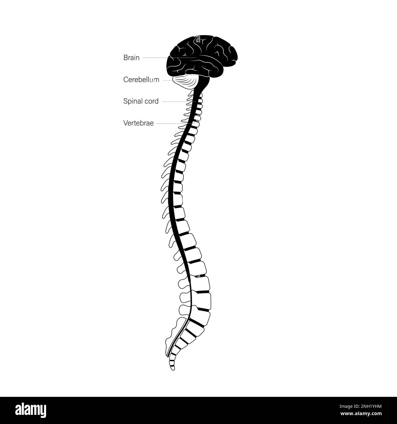 Spinal cord anatomy, illustration Stock Photo - Alamy