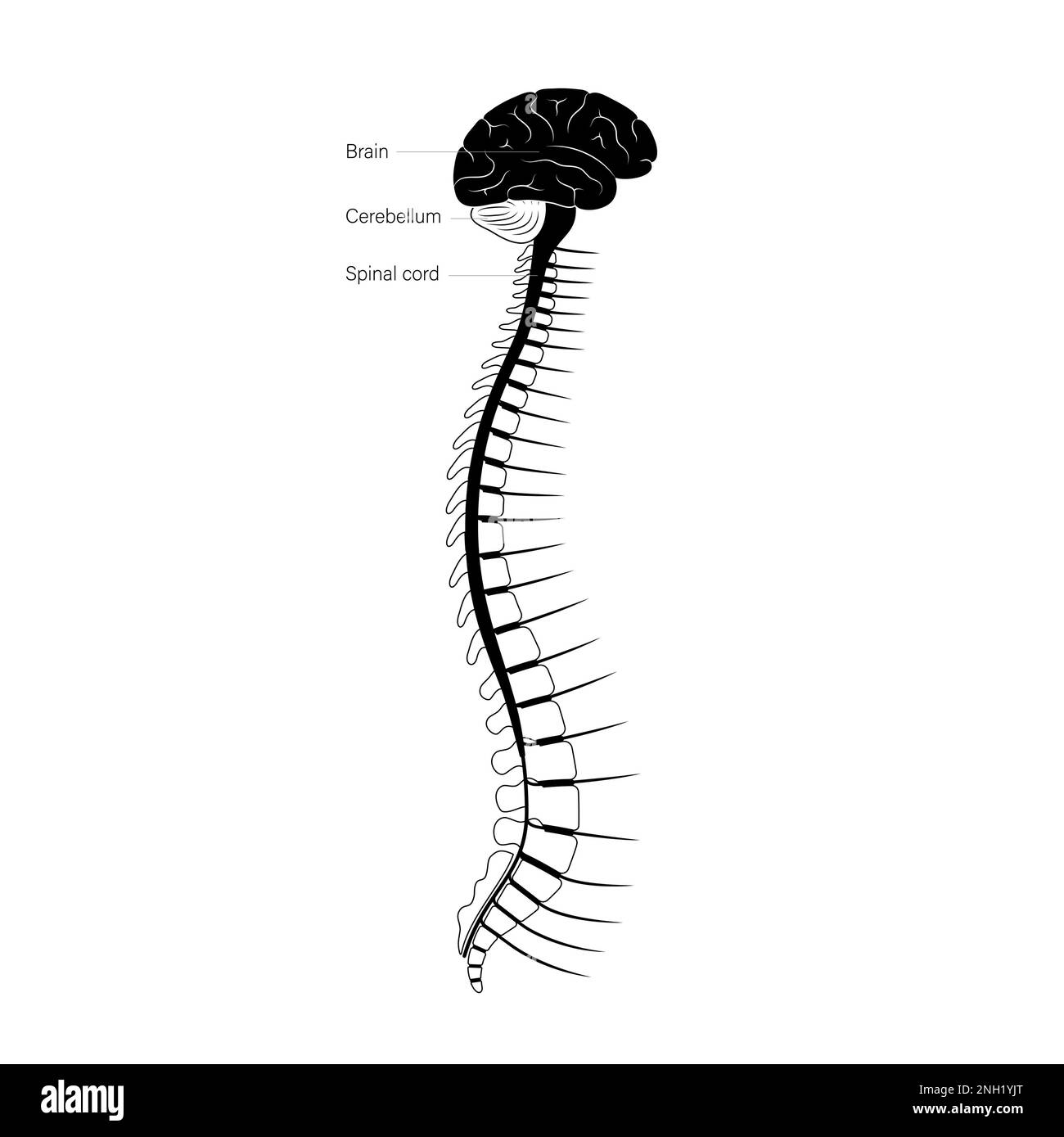 Spinal cord anatomy illustration stock photo alamy