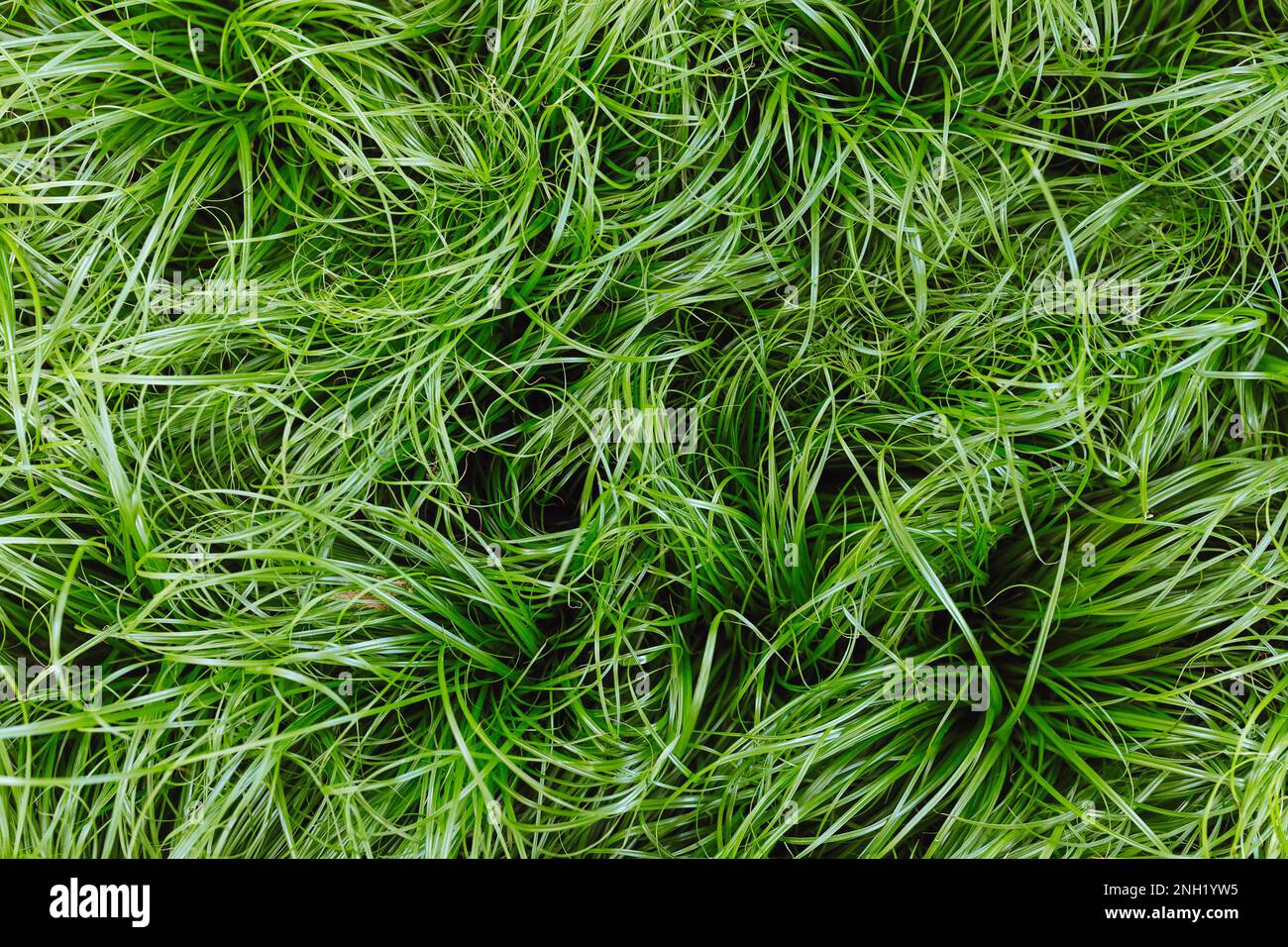 Cat grass Cyperus Zumula in plant store, close up top view. Healthy food for pet, cat friendly plants concept Stock Photo
