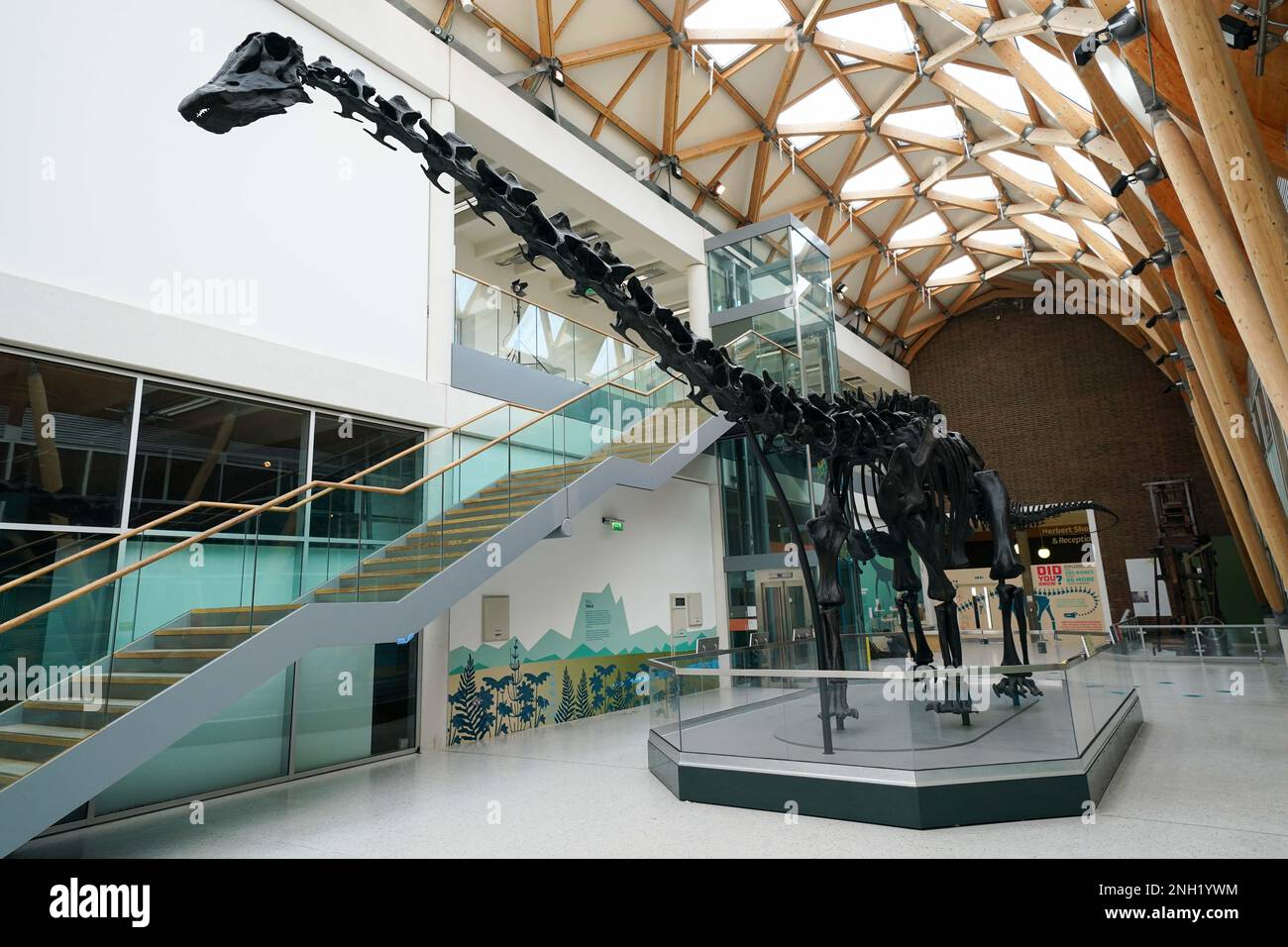 Dippy The Diplodocus At The Herbert Art Gallery And Museum In