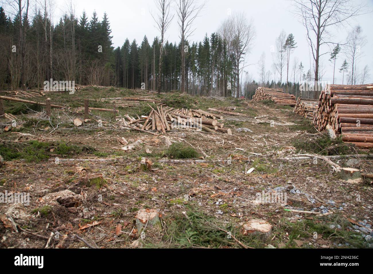 Deforestation depot for timber at the clearcutting Stock Photo