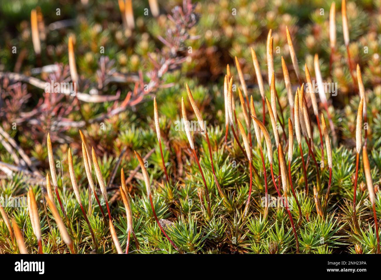 Spore capsules of Polytrichum piliferum moss, also called bristly haircap, with colourful caps or calyptrae, on sandy heathland in Surrey, England, UK Stock Photo