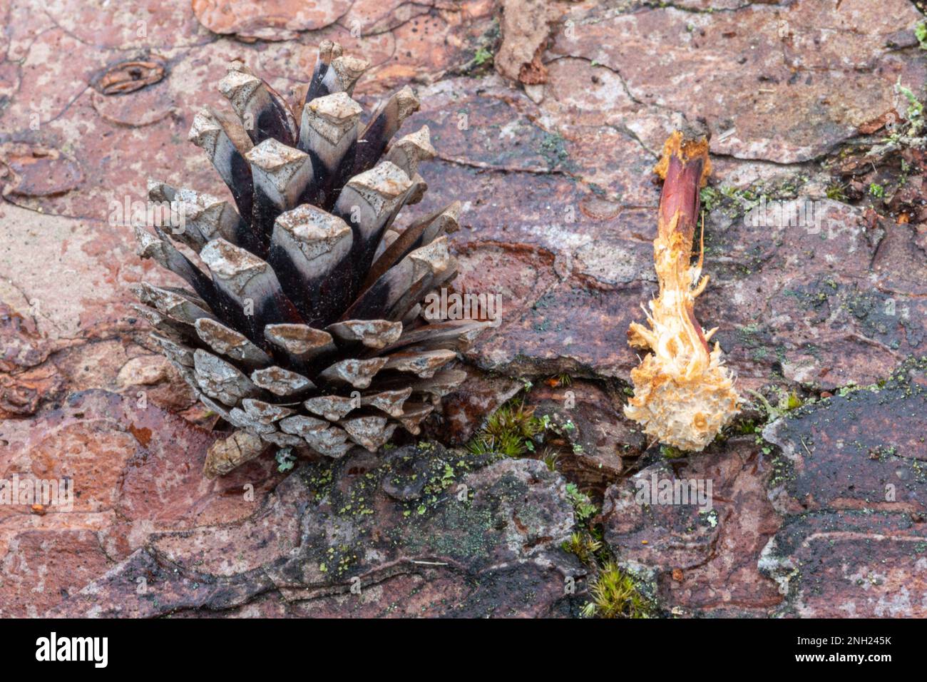 Wildlife signs - remains of pine cones eaten by a squirrel or birds, England, UK Stock Photo