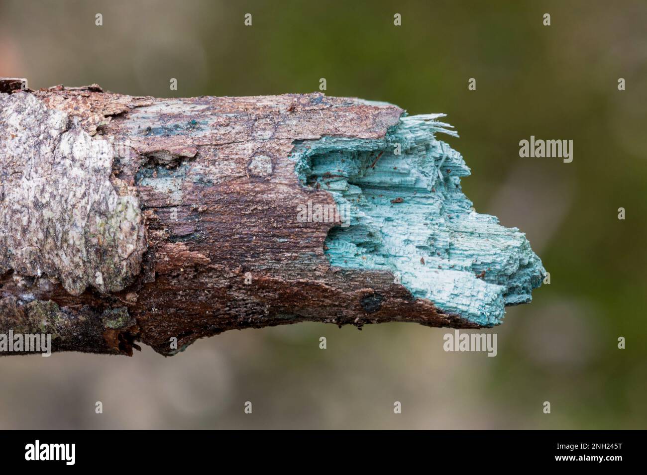 Green staining of rotting wood or stick associated with green elf cup fungi (Chlorociboria aeruginascens), England, UK Stock Photo