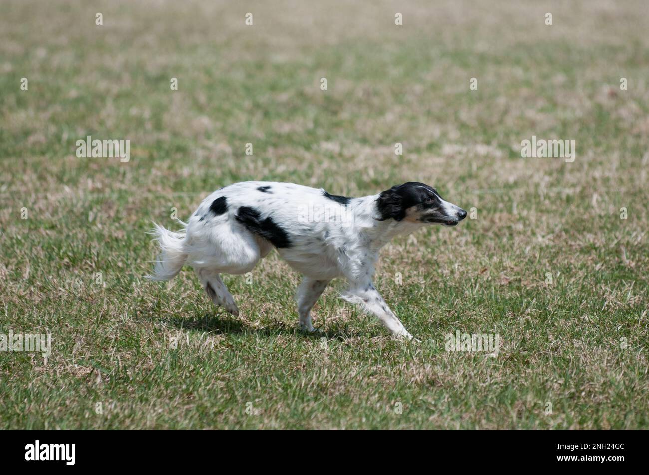 Sighthound chasing the lure at lure coursing event Stock Photo