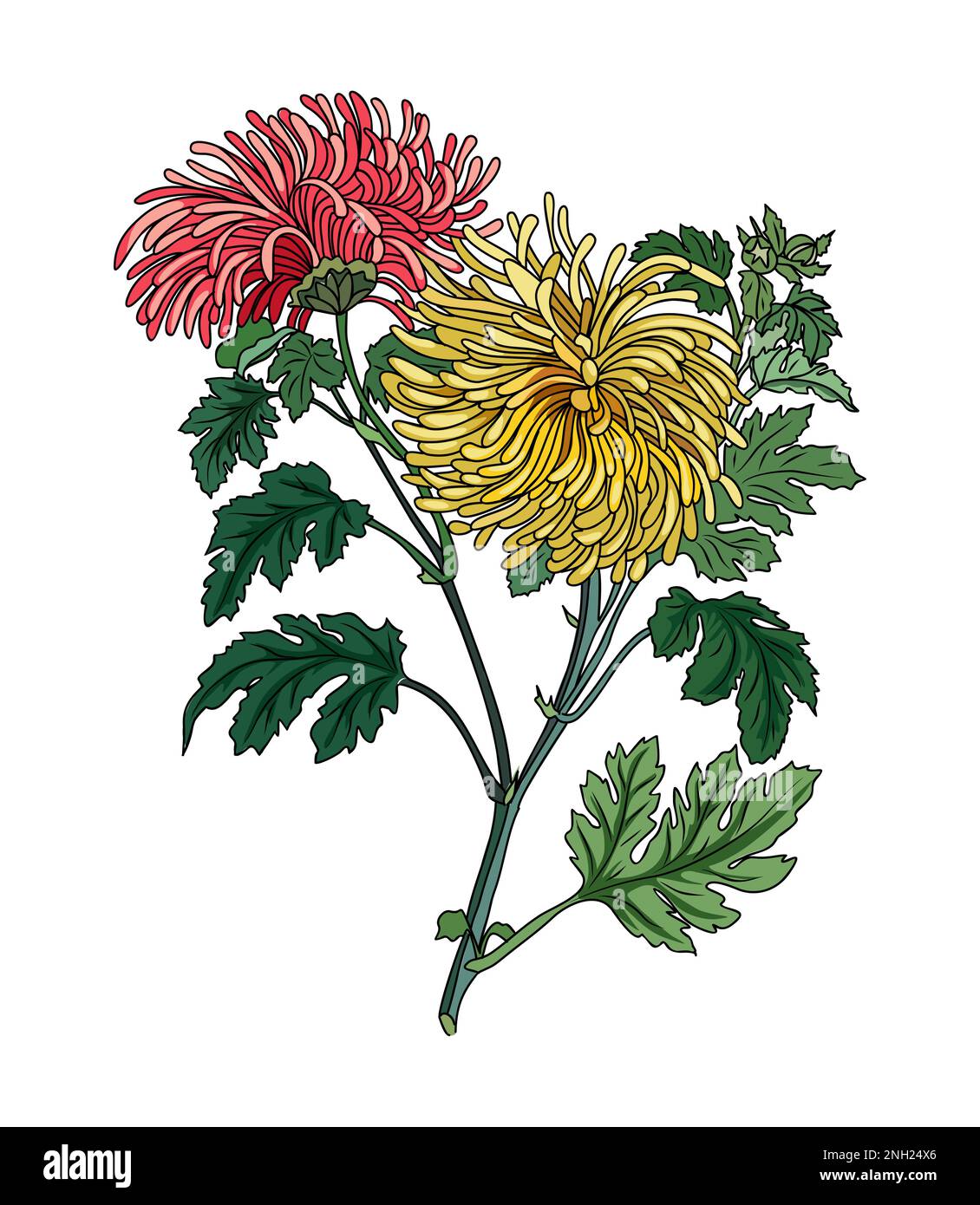 Chrysanthemum birth month flower vector art drawn Stock Vector Image