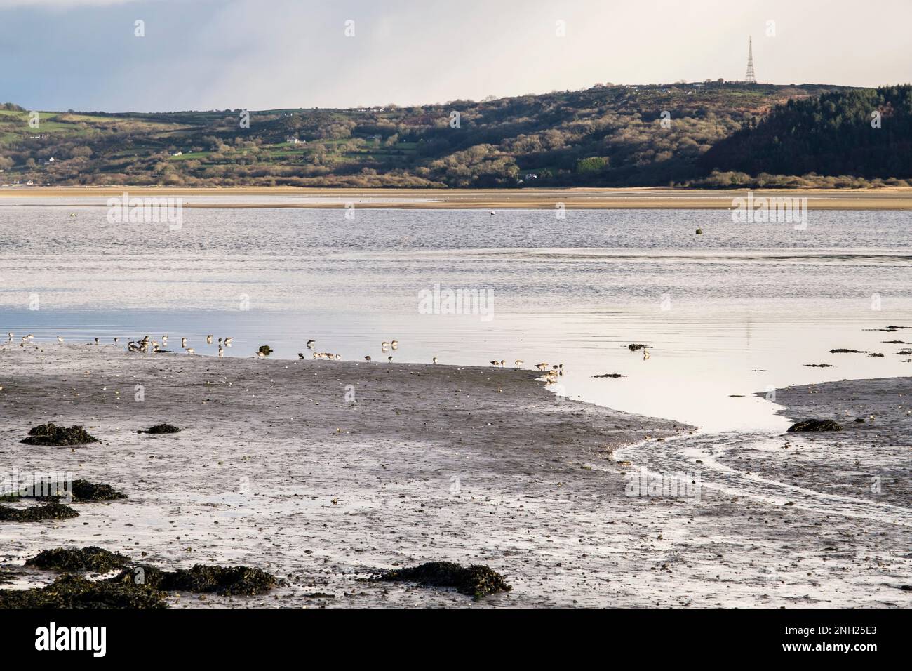 A flock of Sanderling (Calidris alba) wading birds feed on shoreline ahead of incoming tide in Red Wharf Bay, Benllech, Isle of Anglesey, wales, UK Stock Photo