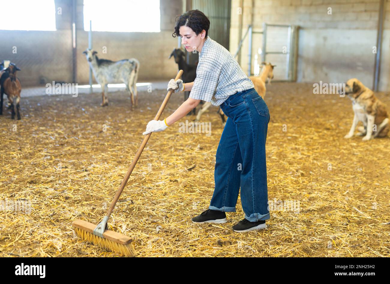 Female farmer picking up hay with pitchfork to feed the goats at family ...