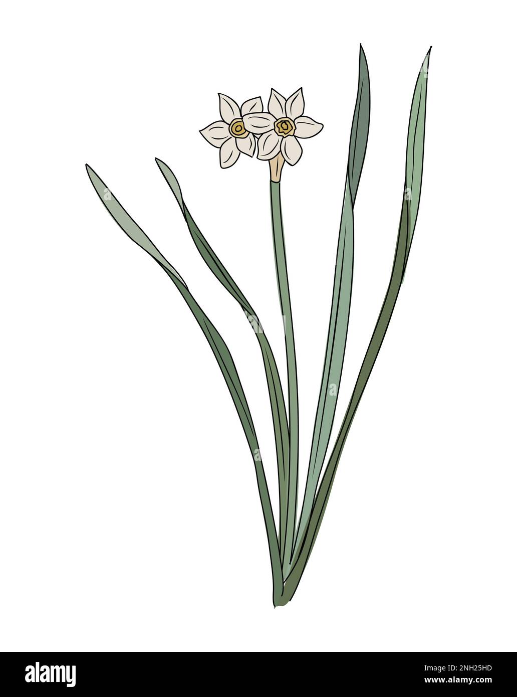 December Birth Month Flower