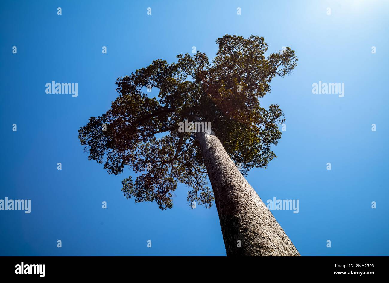 A single very tall rainforest tree growing within the Angkor archeological park near Siem Reap
