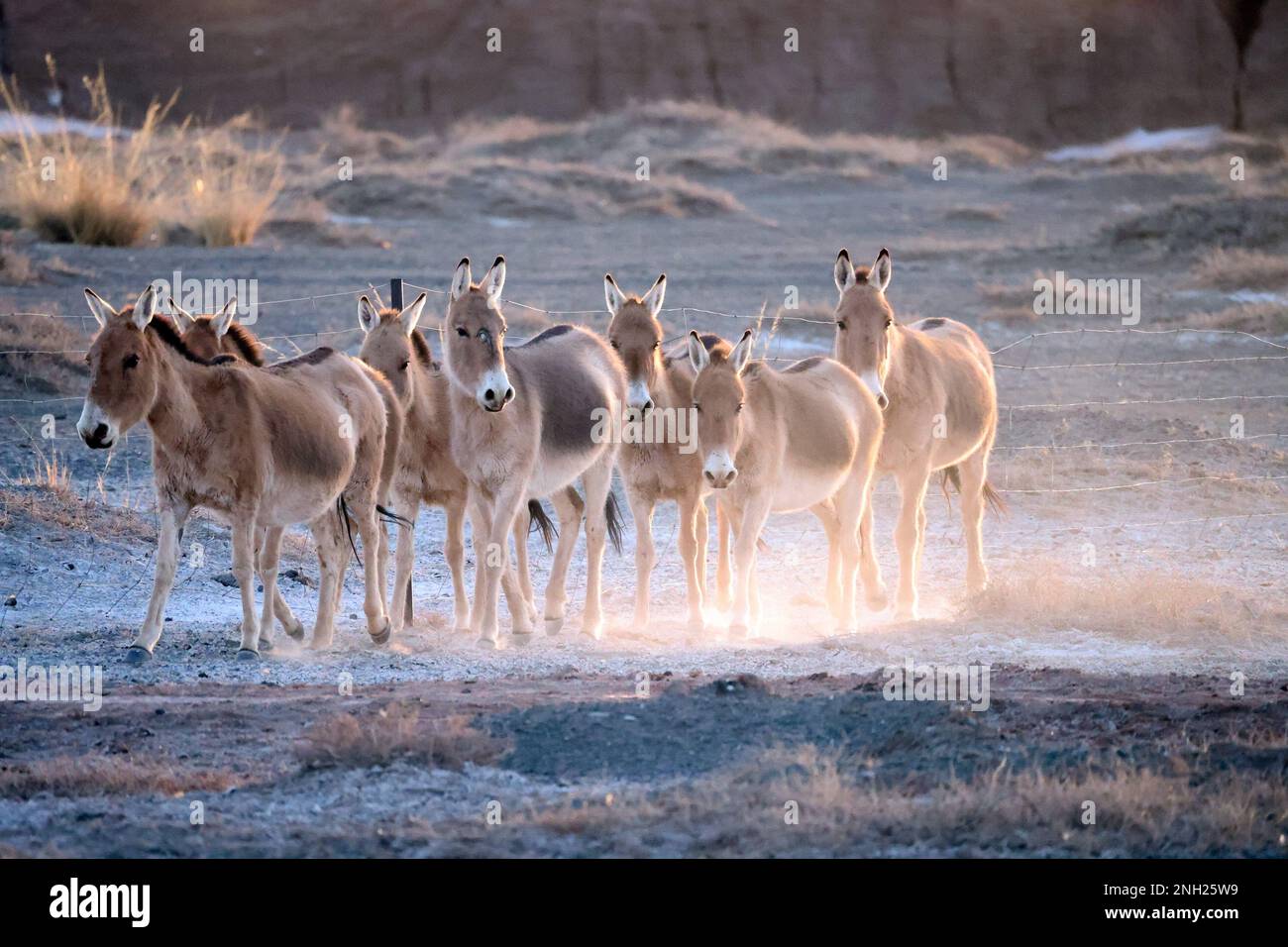 Hohhot. 18th Feb, 2023. This photo taken on Feb. 18, 2023 shows a herd of Mongolian wild asses in the Urad natural reserve near the China-Mongolia border, in the city of Bayan Nur, north China's Inner Mongolia Autonomous Region. TO GO WITH 'Rare wild asses spotted near China-Mongolia border' Credit: Li Yunping/Xinhua/Alamy Live News Stock Photo