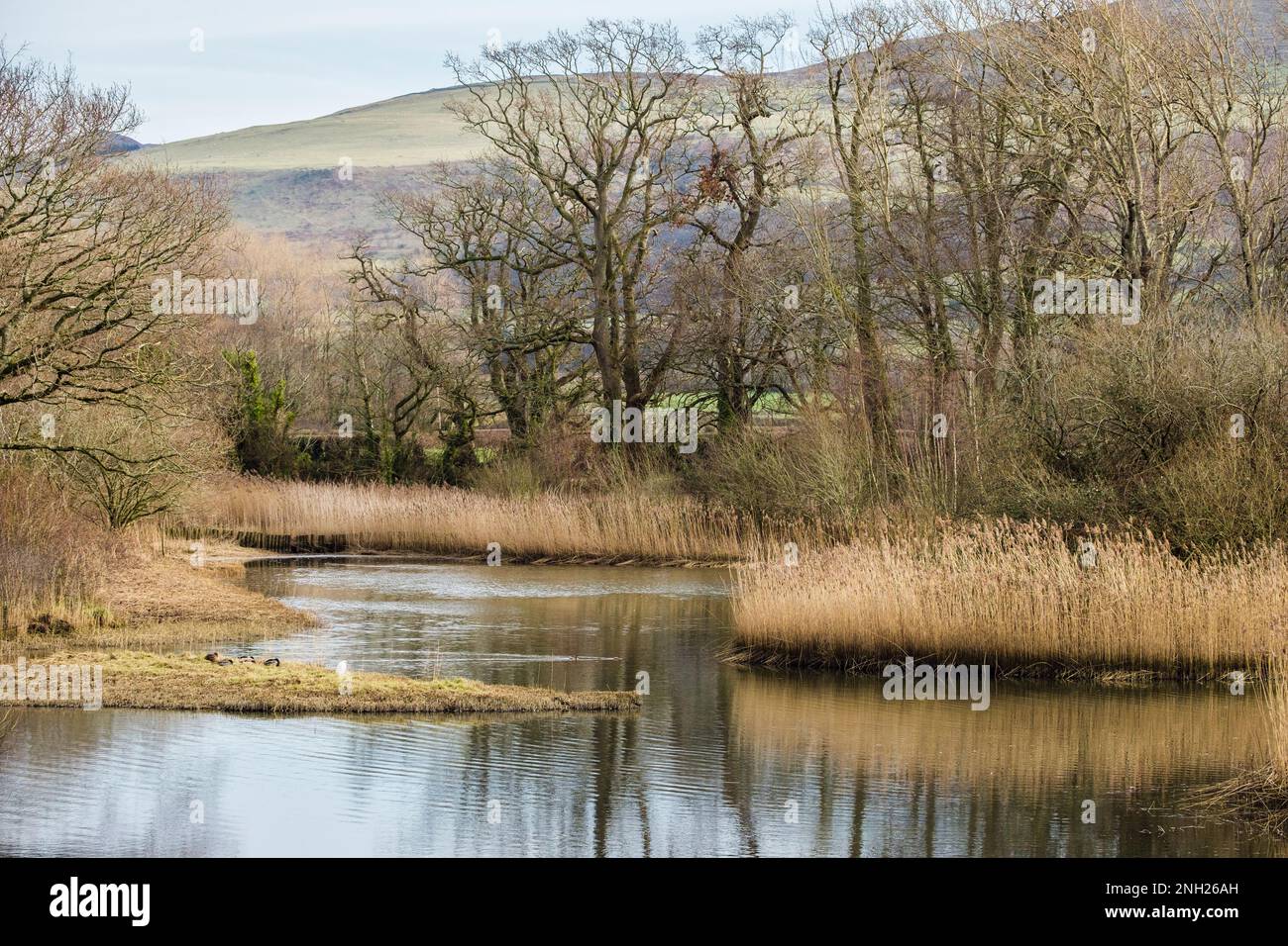 View across the reed lined lagoons in nature reserve. The Spinnies, Aberogwen, Bangor, Gwynedd, Wales, UK, Britain Stock Photo
