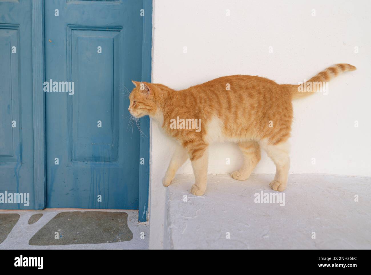 Cat portrait, Greece Stock Photo Alamy