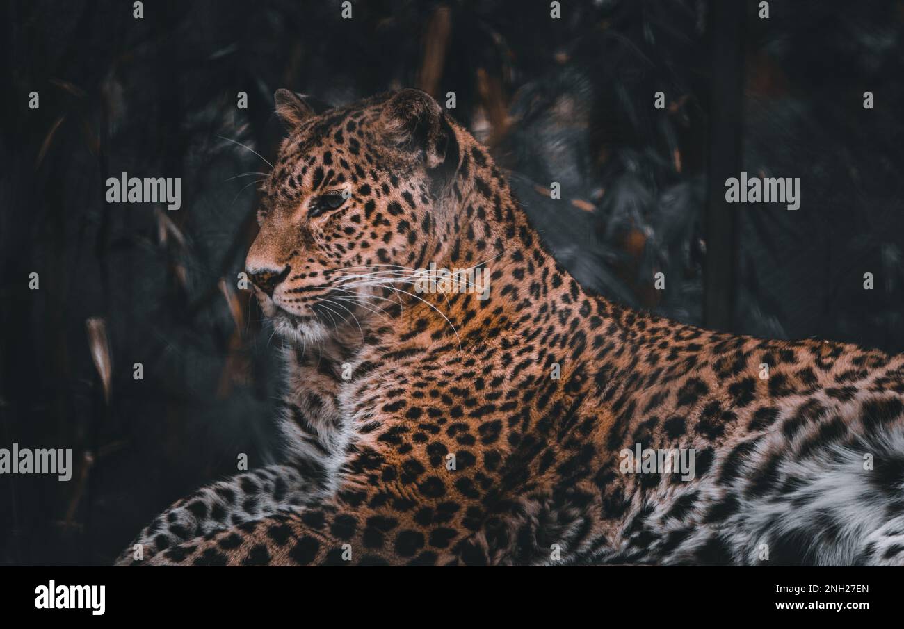 Leopard sitting quietly waiting for its prey Stock Photo