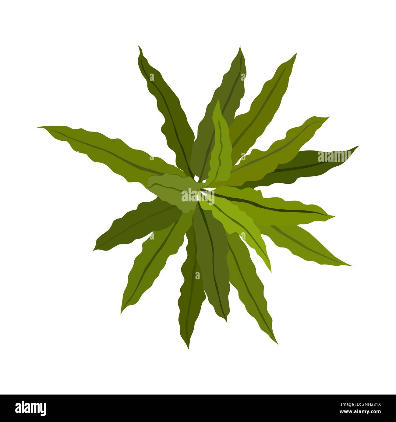 House plant top view Vector illustration isolated Stock Vector Image ...