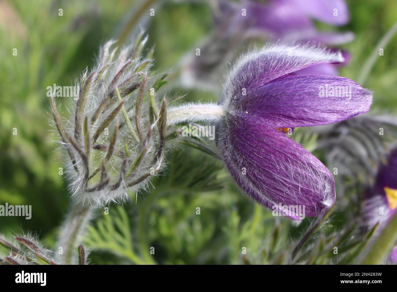 Cutleaf Anemone or Eastern Pasque Flower. A fuzzy purple spring flower seen here in the sun. One of the first flowers to bloom in early spring. Stock Photo