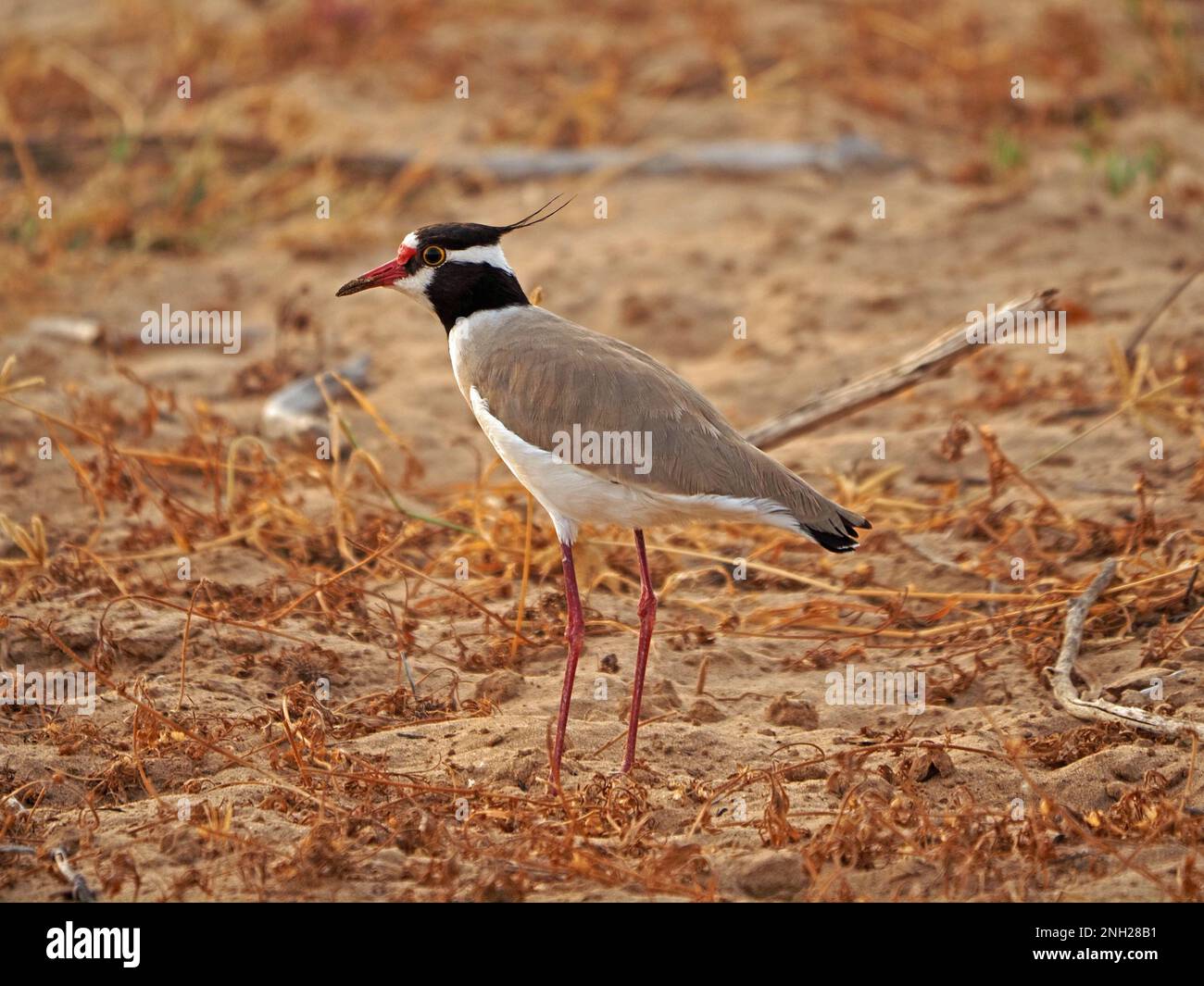 profile portrait of black-headed lapwing or black-headed plover (Vanellus tectus) on arid sandy ground with parched grass Galana province,Kenya,Africa Stock Photo