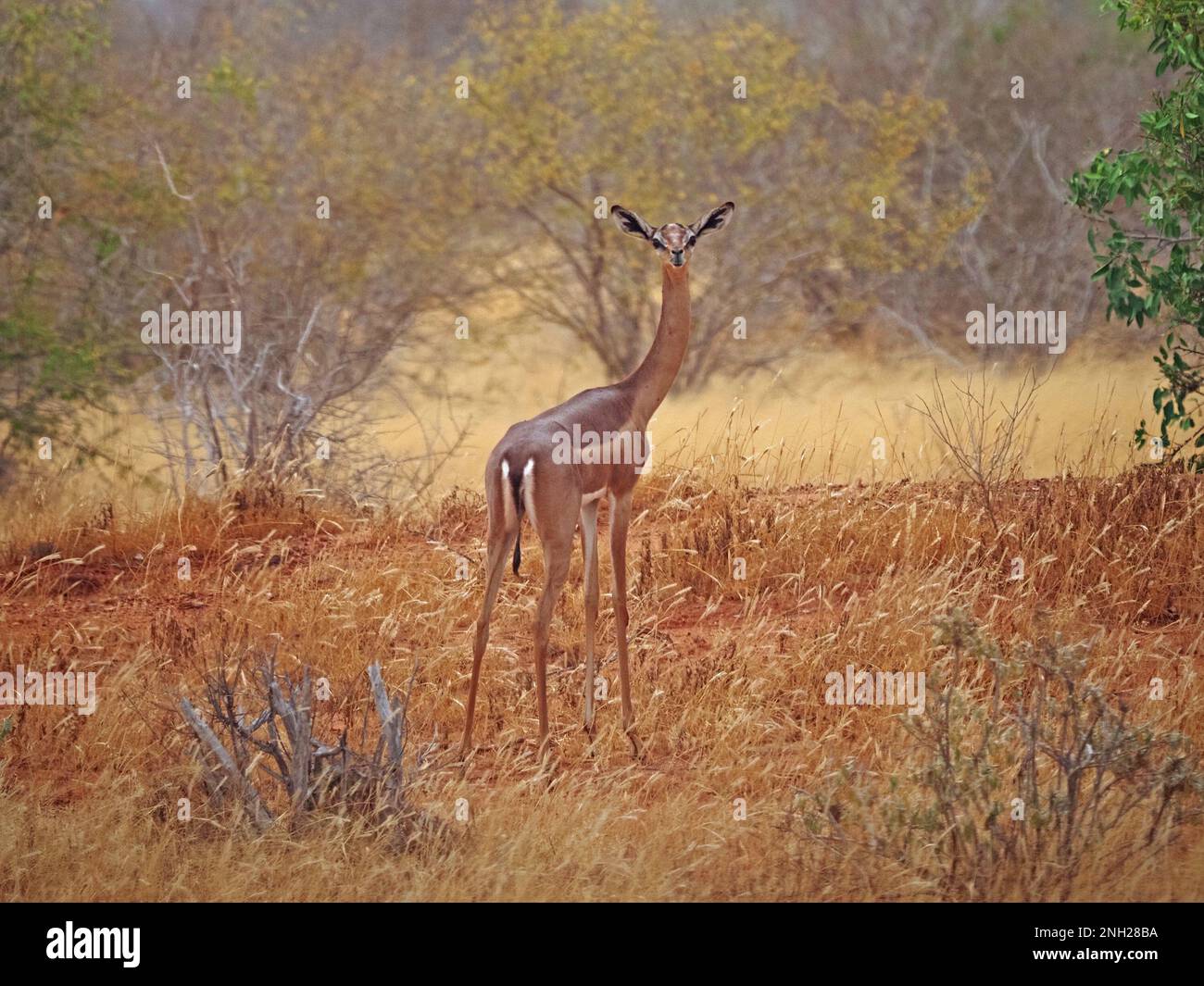 Gerenuk or giraffe gazelle (Litocranius walleri) a long-necked dry ...