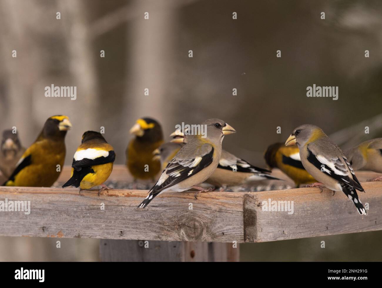 Elegantly colored male and female evening grosbeaks gather at a feeding station and eat sunflower seeds in the winter in Sax Zim Minnesota. Stock Photo