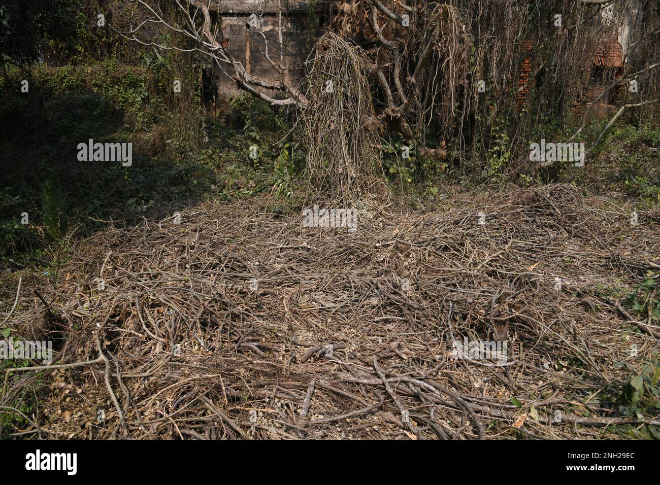 Giloy or Tinospora cordifolia of the Chakdighi Baganbati Estates. Chakdighi, East Bardhaman, West Bengal, India. Stock Photo