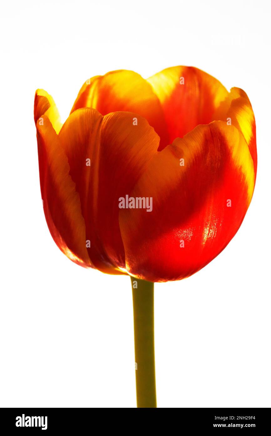 Tulip flower (Tulipa) on white background Stock Photo